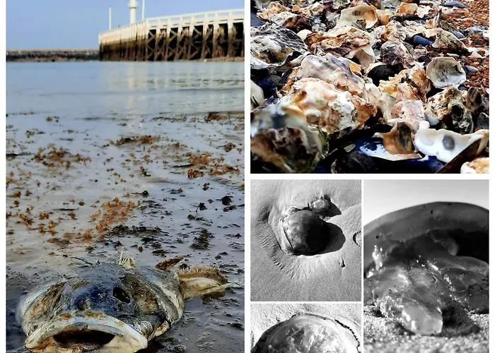 De Napoleon Apartman Ostende