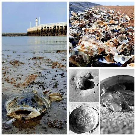 De Napoleon Apartman Ostende